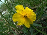 22 Papavero dorato (Papaver aurantiacum)